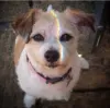 Bobs rainbow 1